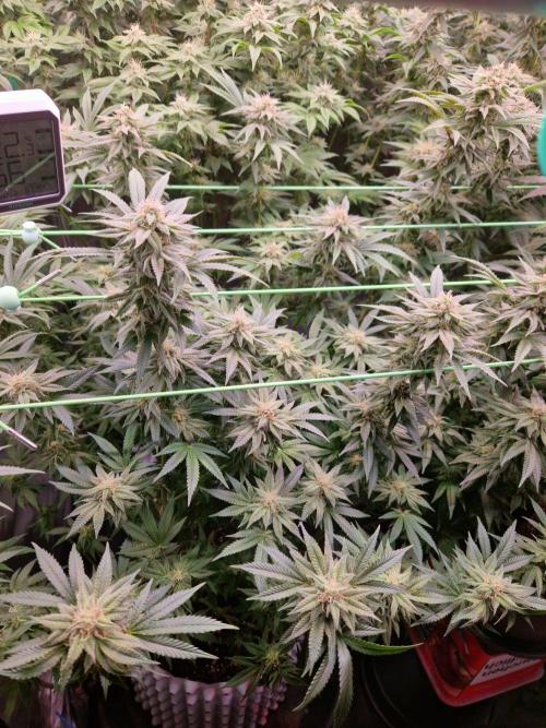 Pink Honey. Week 16 - 14.11.25