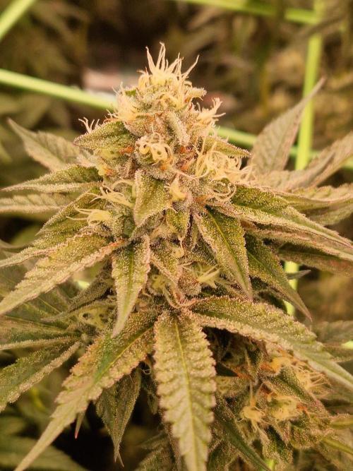 Permanent Melons. Week 16 - 14.11.25