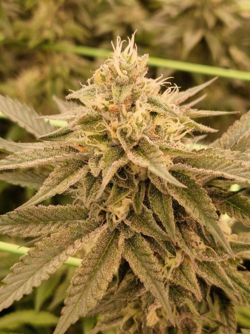 Permanent Melons. Week 16 - 14.11.25