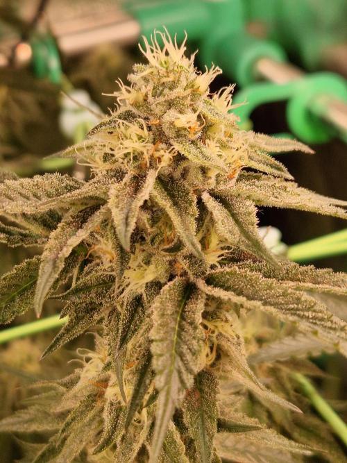 Permanent Melons. Week 16 - 14.11.25