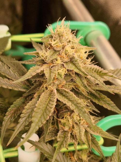 Permanent Melons. Week 16 - 14.11.25