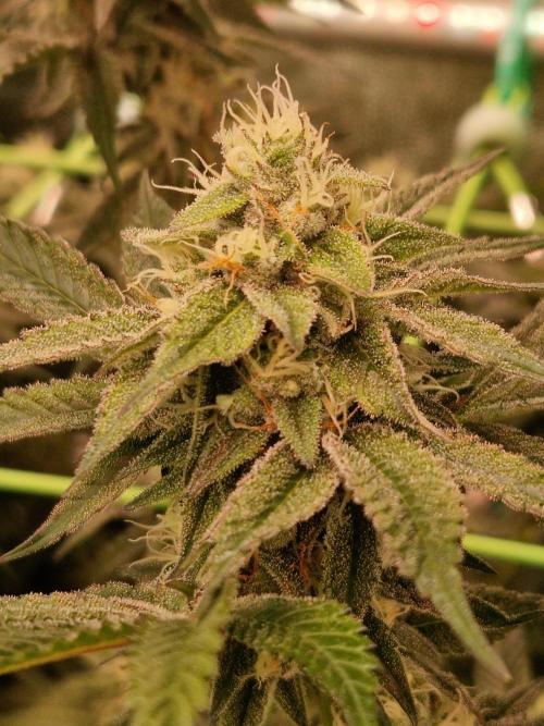 Permanent Melons. Week 16 - 14.11.25 