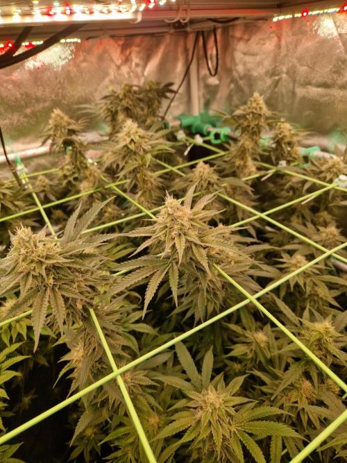 Permanent Melons. Week 16 - 14.11.25 