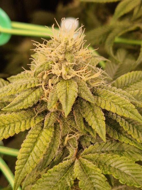 Straw Limez. Week 17 - 14.11.25 