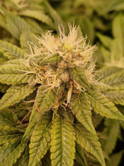 Straw Limez. Week 17 - 14.11.25 