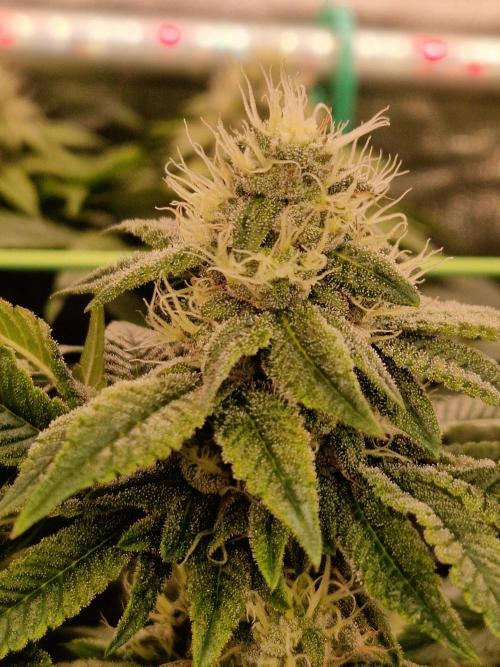 Straw Limez. Week 17 - 14.11.25 