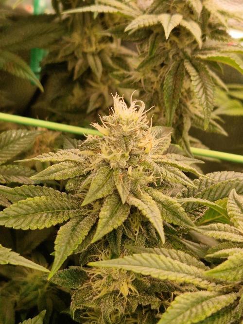 Straw Limez. Week 17 - 14.11.25 