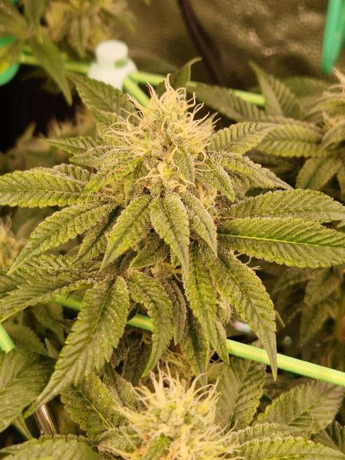 Straw Limez. Week 17 - 14.11.25 