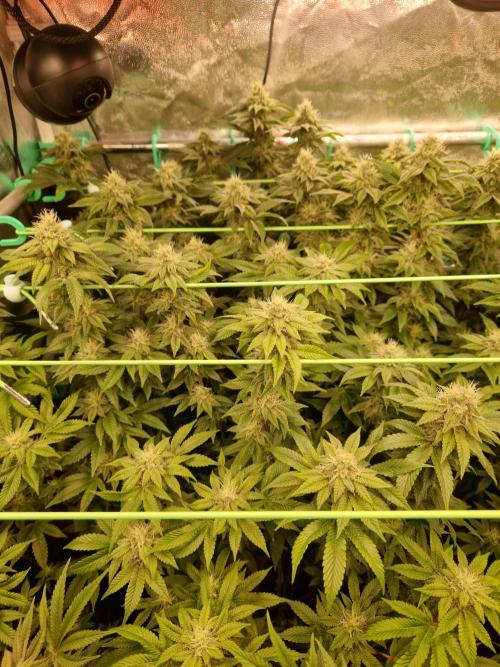 Straw Limez. Week 17 - 14.11.25 