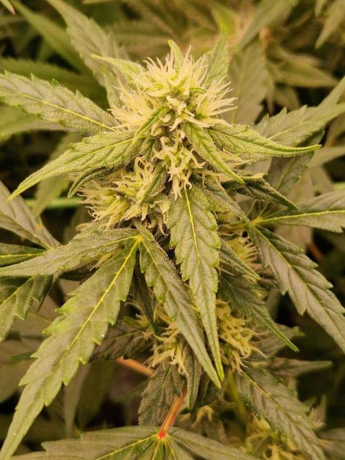 Gorilla Z Auto. Week 9 - 14.11.25 