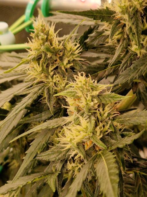 Gorilla Z Auto. Week 9 - 14.11.25 