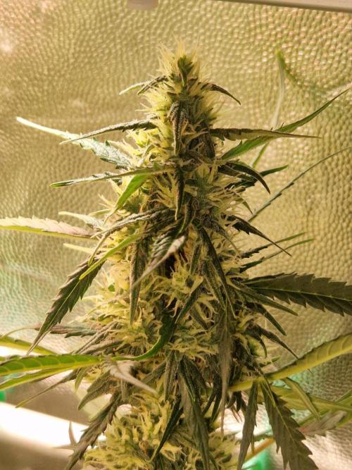 Gorilla Z Auto. Week 9 - 14.11.25 