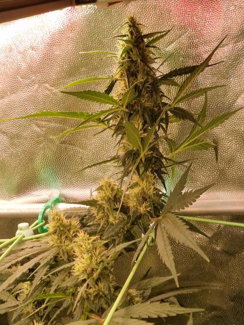 Gorilla Z Auto. Week 9 - 14.11.25 