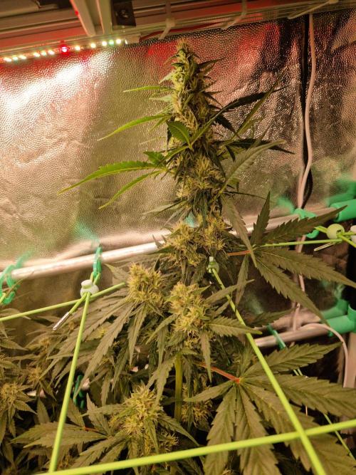 Gorilla Z Auto. Week 9 - 14.11.25 