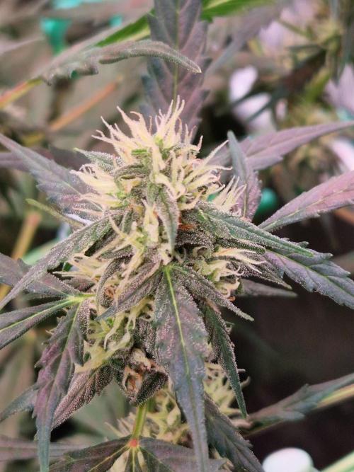 Gorilla Z Auto. Week 9 - 14.11.25 