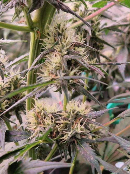 Gorilla Z Auto. Week 9 - 14.11.25 