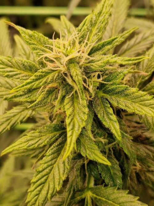 CBD 20:1 Auto. Week 8 - 14.11.25 