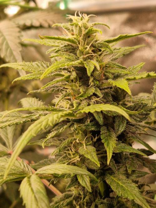 CBD 20:1 Auto. Week 8 - 14.11.25 