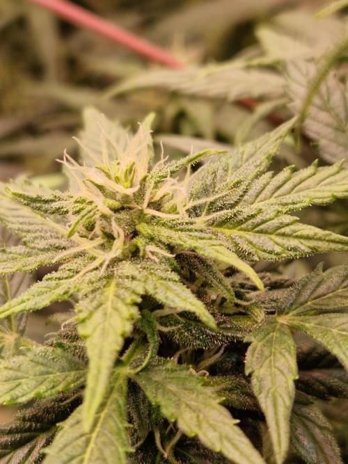 CBD 20:1 Auto. Week 8 - 14.11.25 