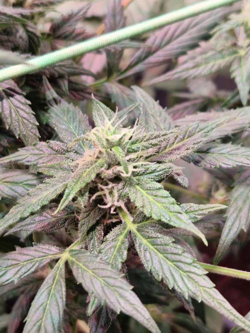 CBD 20:1 Auto. Week 8 - 14.11.25 