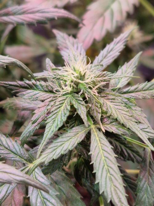 CBD 20:1 Auto. Week 8 - 14.11.25 