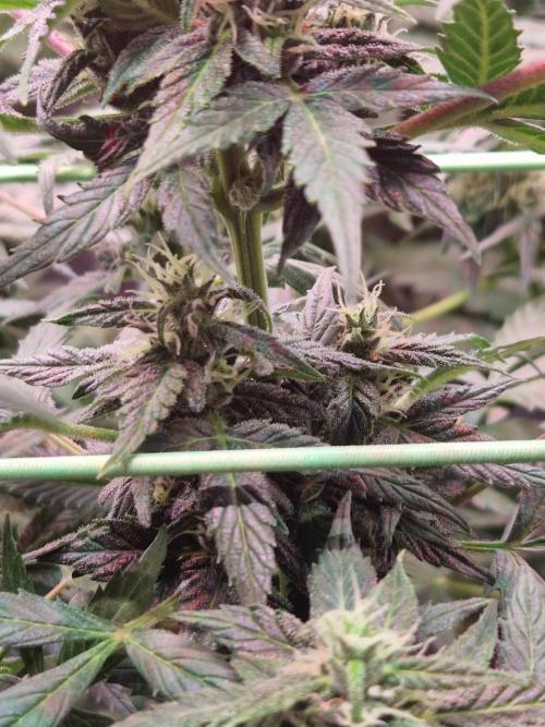 CBD 20:1 Auto. Week 8 - 14.11.25 