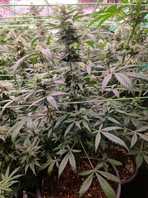 CBD 20:1 Auto. Week 8 - 14.11.25 