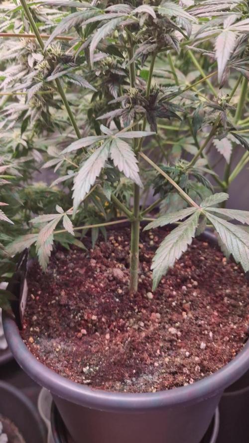 CBD 20:1 Auto