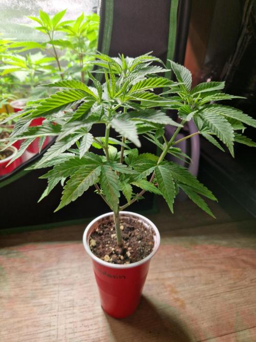 Lemon Mandarin. Week 8 - 14.11.25 