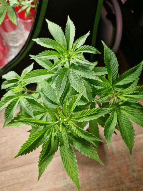 Lemon Mandarin. Week 8 - 14.11.25 