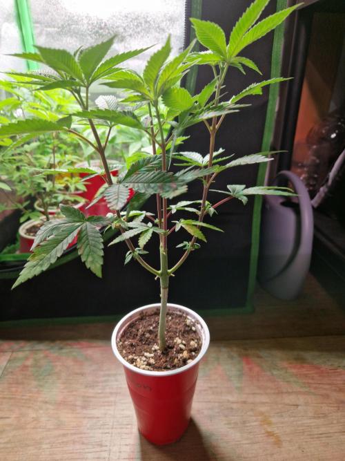 Gorilla Melon. Week 8 - 14.11.25 