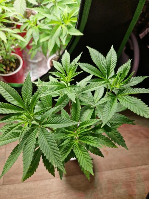 Gorilla Melon. Week 8 - 14.11.25 