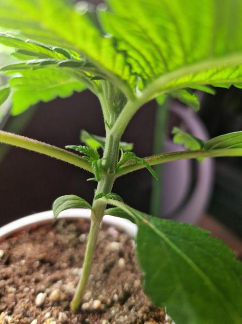 Enemy of the State. Week 4 - 14.11.25 