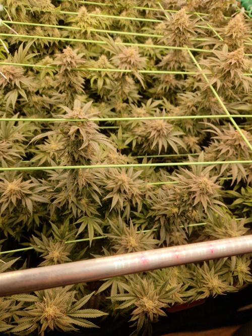 Pink Honey. Week 17 - 21.11.25