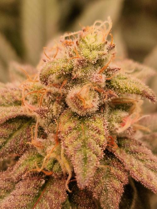 Pink Honey. Week 17 - 21.11.25 