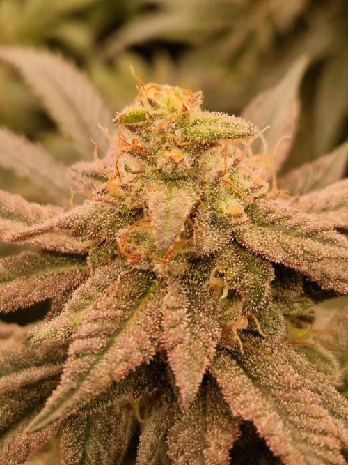 Pink Honey. Week 17 - 21.11.25 