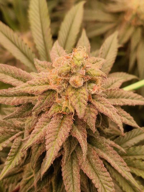 Pink Honey. Week 17 - 21.11.25 