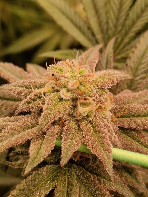 Pink Honey. Week 17 - 21.11.25 