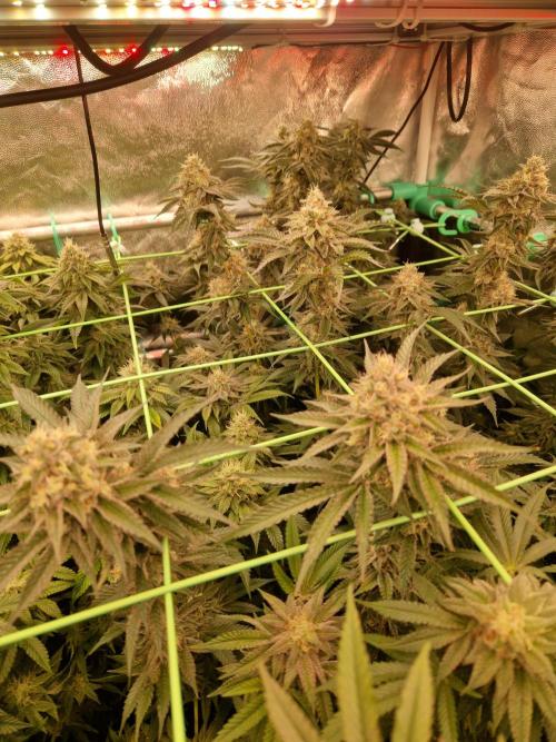 Permanent Melons. Week 17 - 21.11.25 