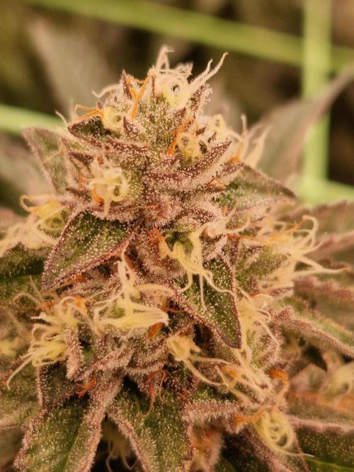 Permanent Melons. Week 17 - 21.11.25 