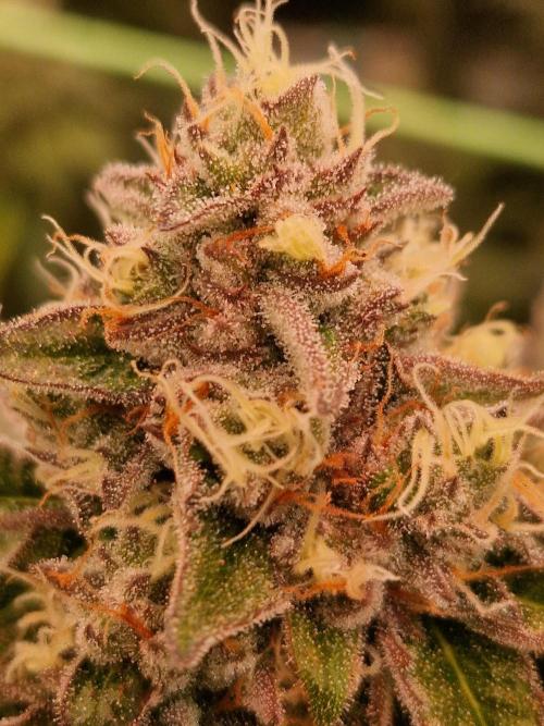 Permanent Melons. Week 17 - 21.11.25 