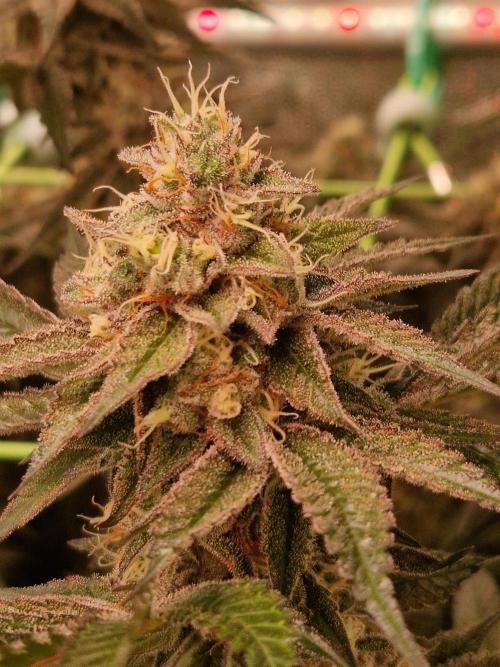 Permanent Melons. Week 17 - 21.11.25 