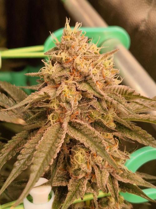 Permanent Melons. Week 17 - 21.11.25 