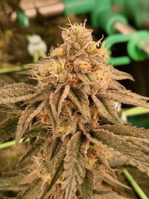 Permanent Melons. Week 17 - 21.11.25 