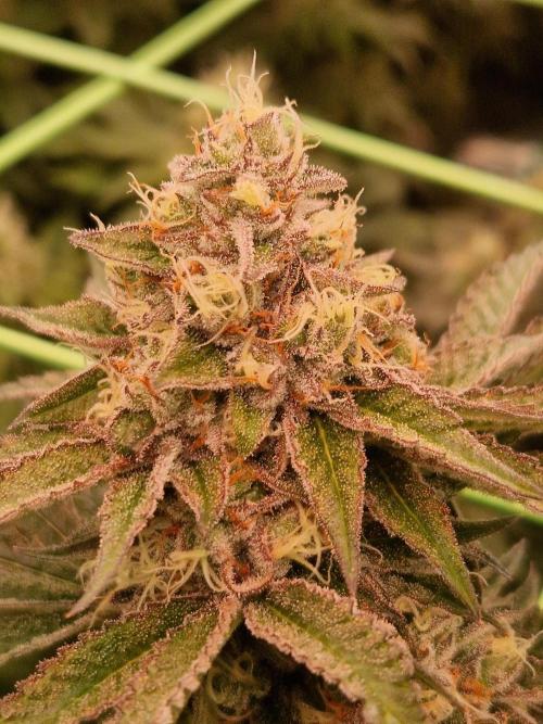 Permanent Melons. Week 17 - 21.11.25 