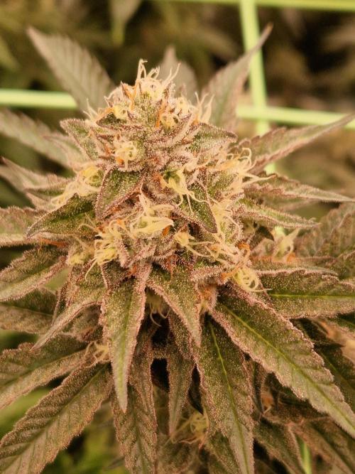 Permanent Melons. Week 17 - 21.11.25 