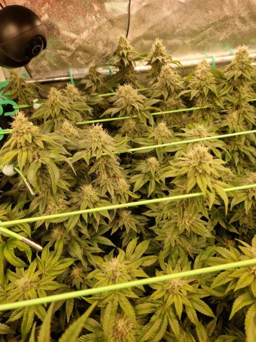 Straw Limez. Week 18 - 21.11.25 