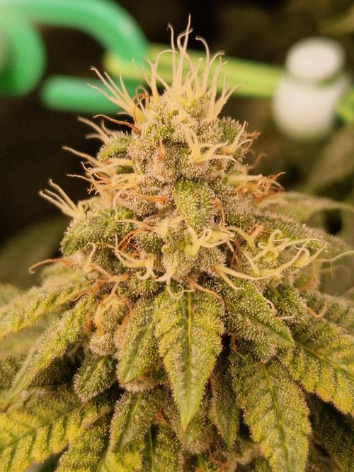 Straw Limez. Week 18 - 21.11.25 