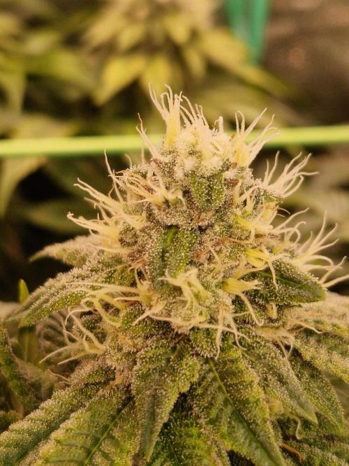 Straw Limez. Week 18 - 21.11.25 