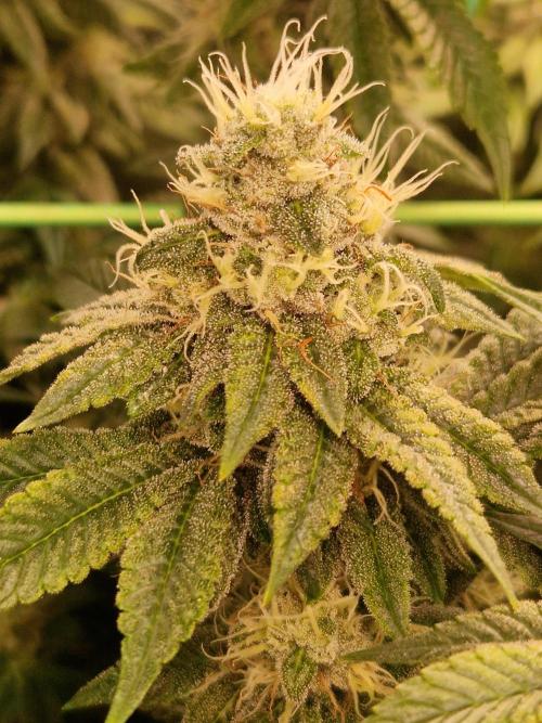 Straw Limez. Week 18 - 21.11.25 